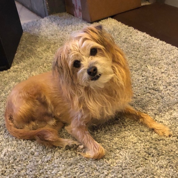 Meet your Posher, Cheryl - Picture 1 of 1